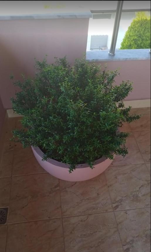 קסאמיל Victoria Apartments מראה חיצוני תמונה
